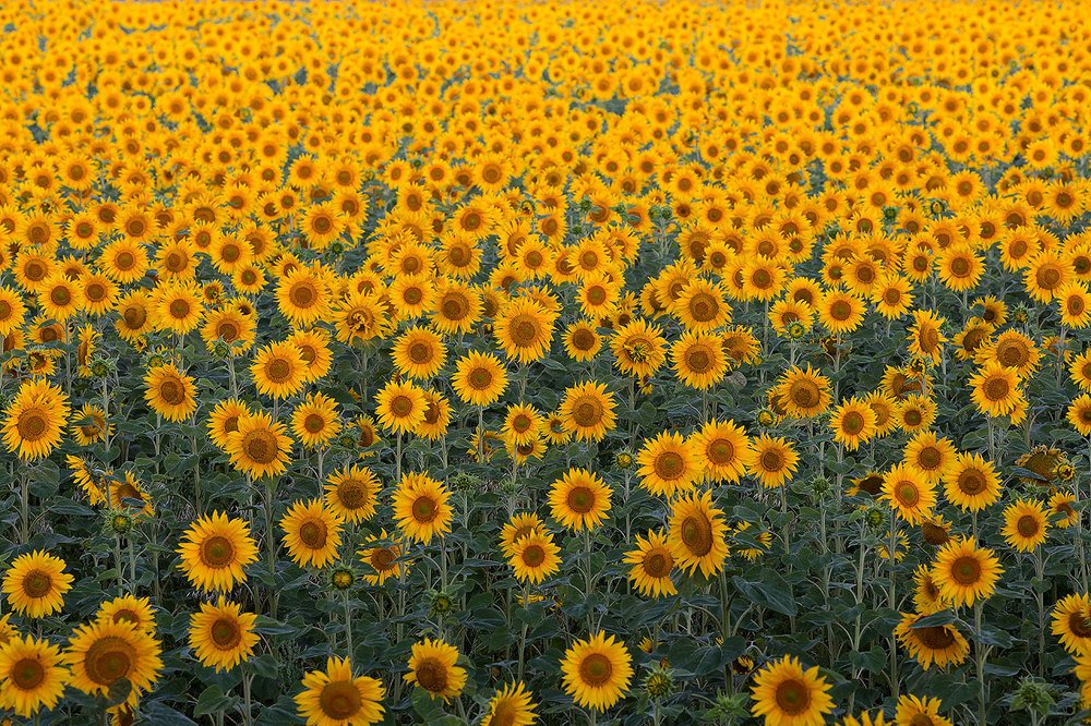 Фотография автора Юрий Сорокин