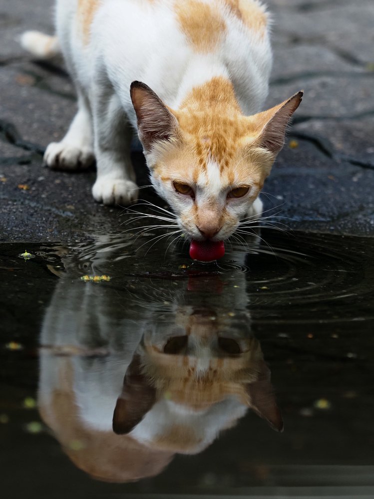 Photograph by Endra Agust