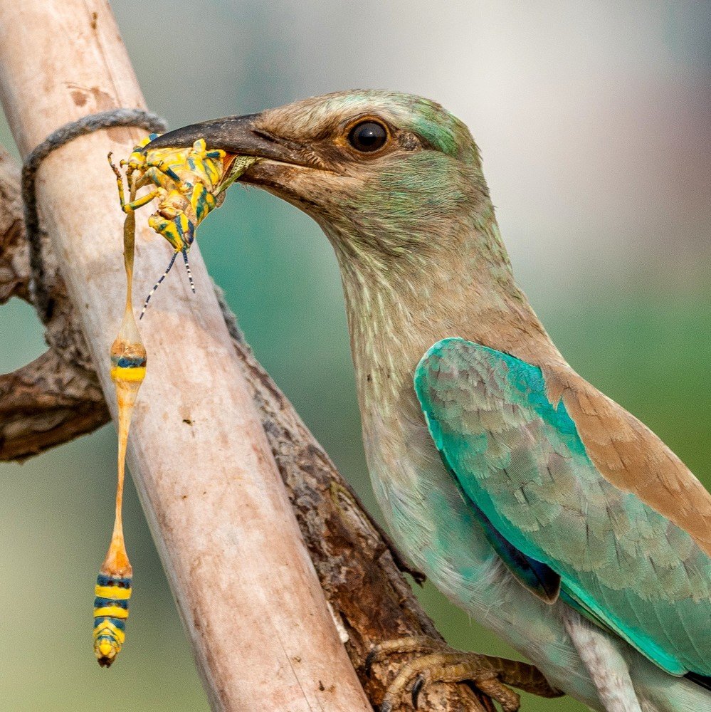 Roller with a Grasshopper catch
