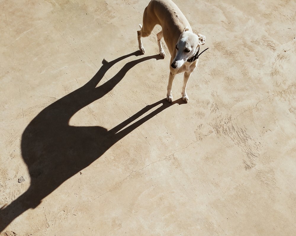 Photo #4013256
