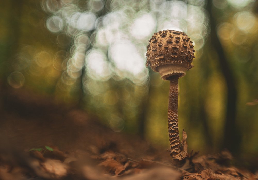 Macrolepiota Procera