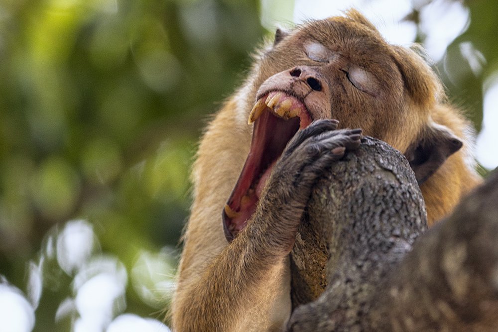 Monkey Nap