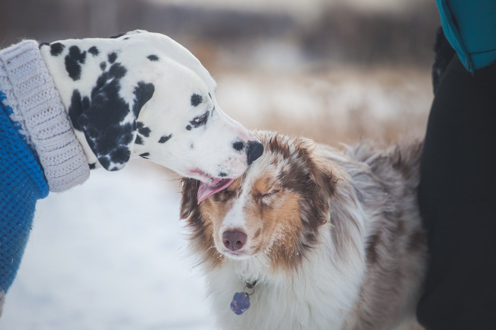 Photograph by Лисий Дарья