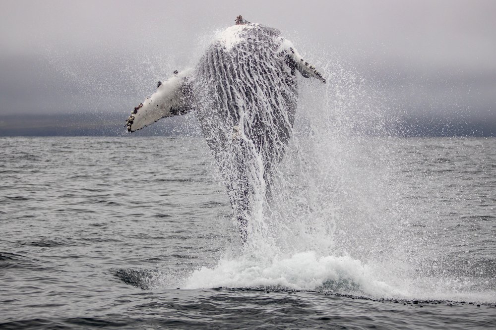 Горбатый кит в Исландии