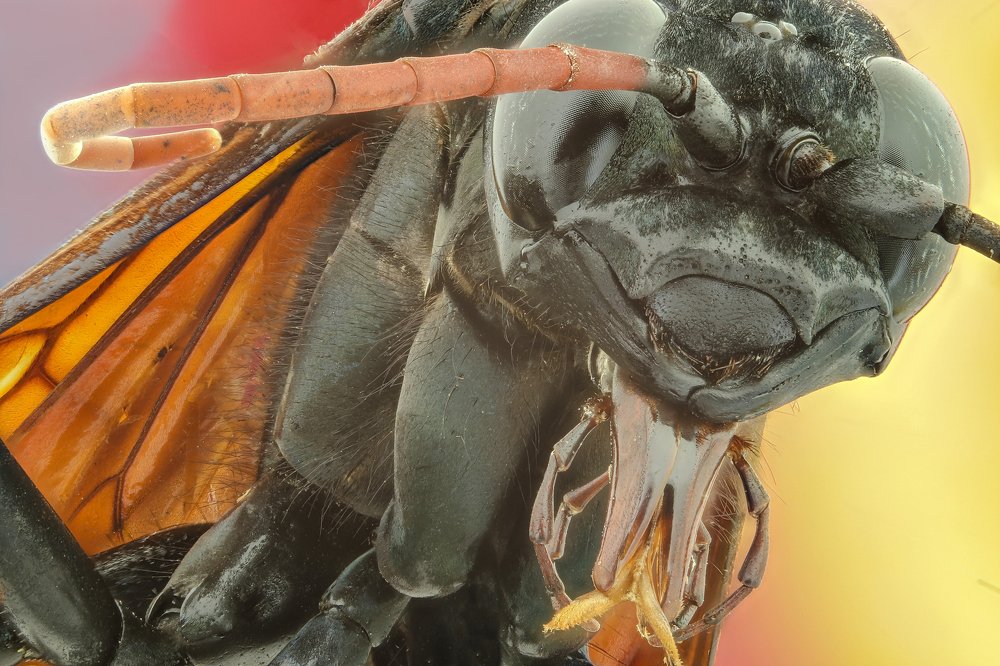 Tarantula spider hunter wasp