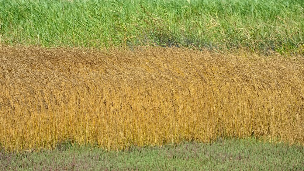 Photograph by Luca Milani