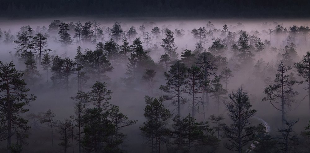 Mysterious forest swamp at foggy night. Nature of Estonia. Põhja-Kõrvemaa Nature Reserve.