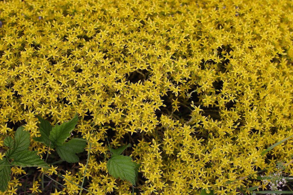 Photograph by Галина Ледок