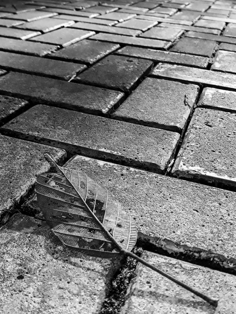 Parque do Utinga, Belém/Pará - Brasil