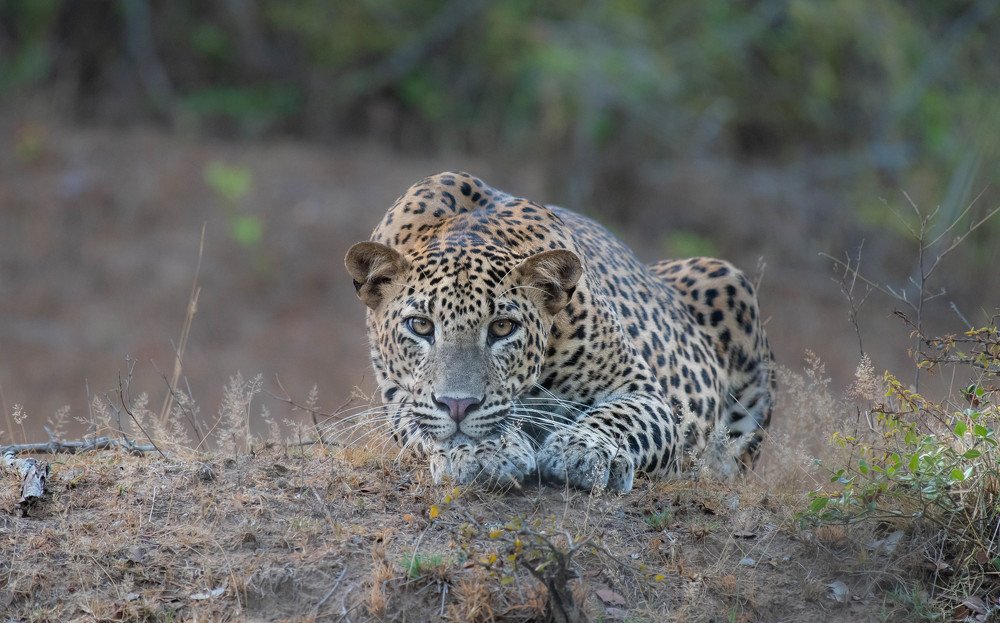 Photograph by Kalana Wickramasinghe