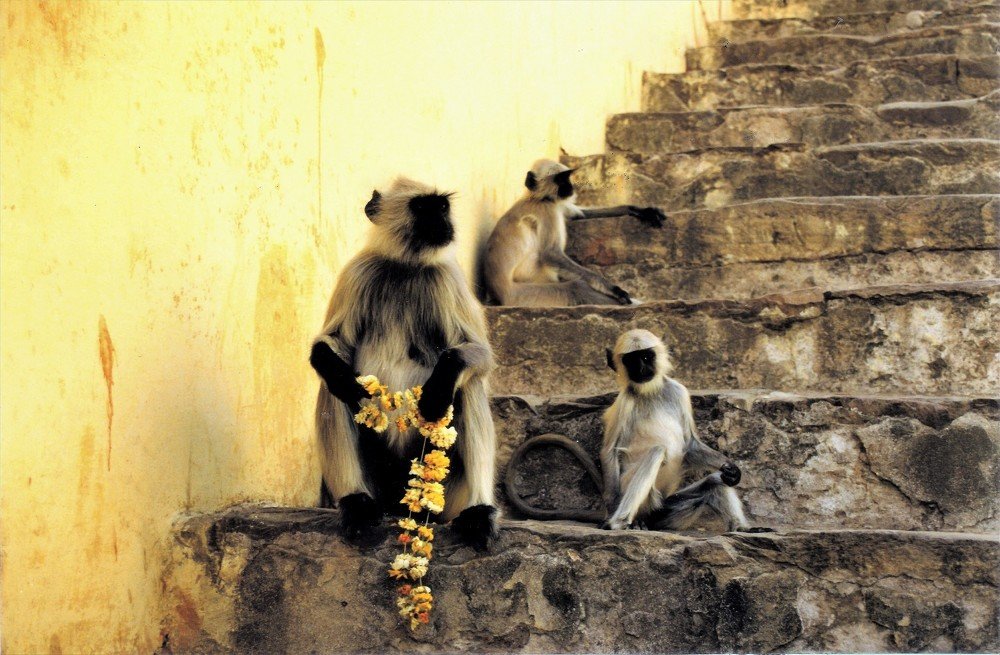 Monkeys waiting for tourists