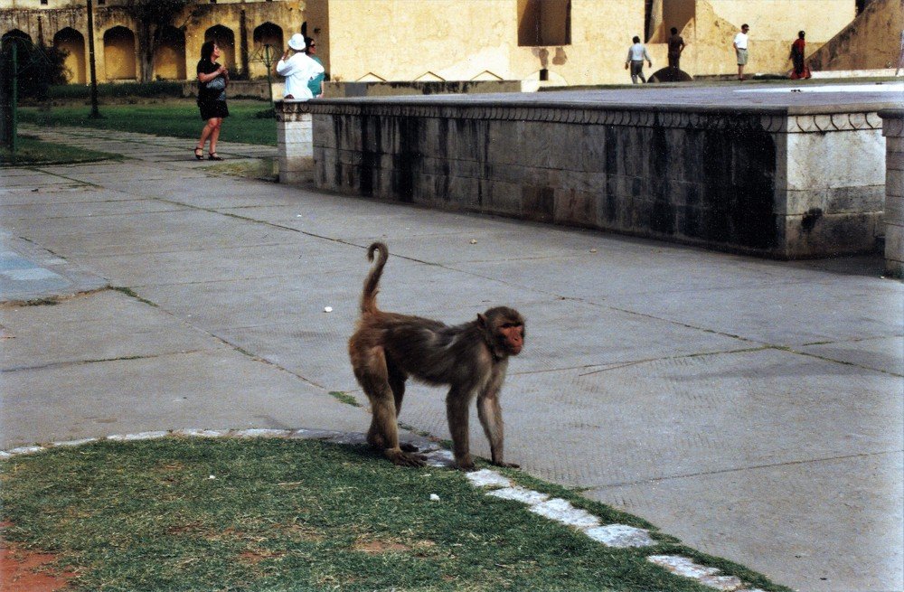 Indian monkey