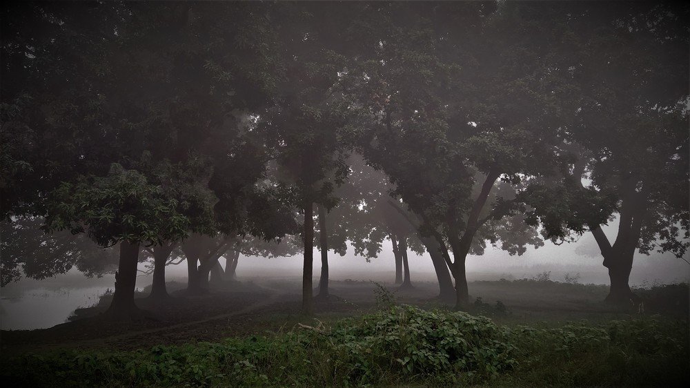 Photograph by MADHAVI KUMARI