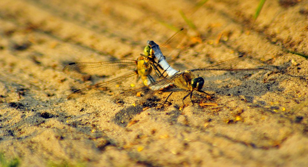 Photograph by Виталий Пилипенко