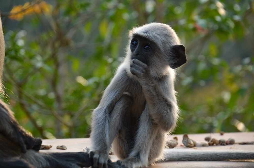 Lemme have my nuts!!!