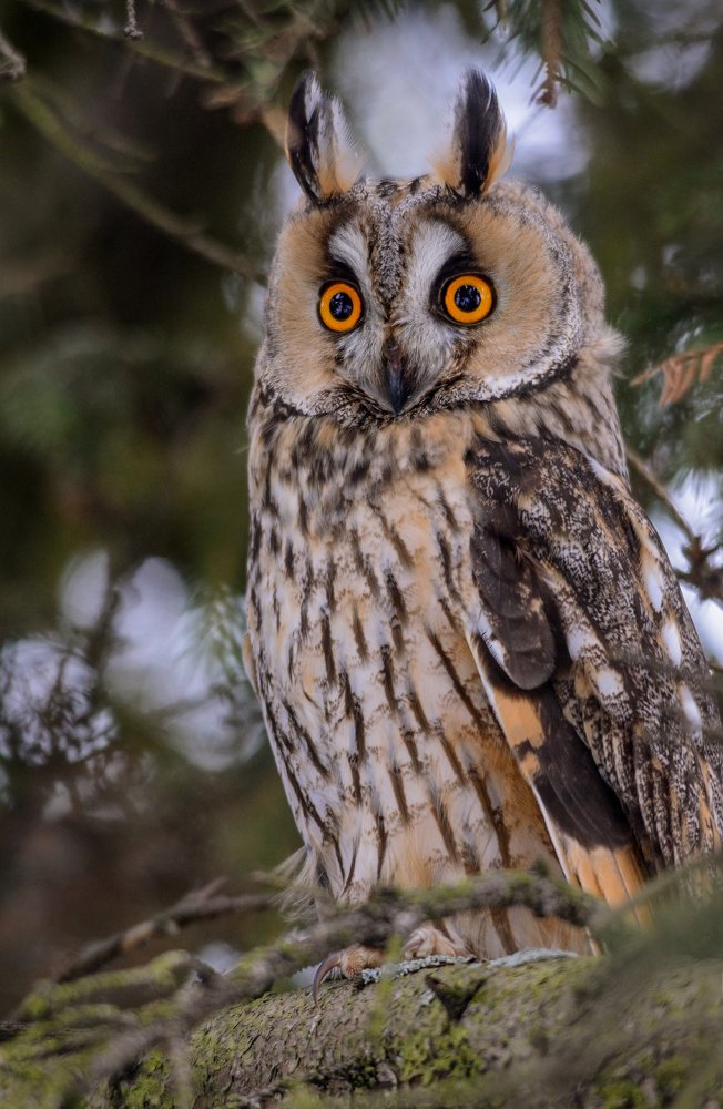 Фотография автора Татьяна Ливеровская