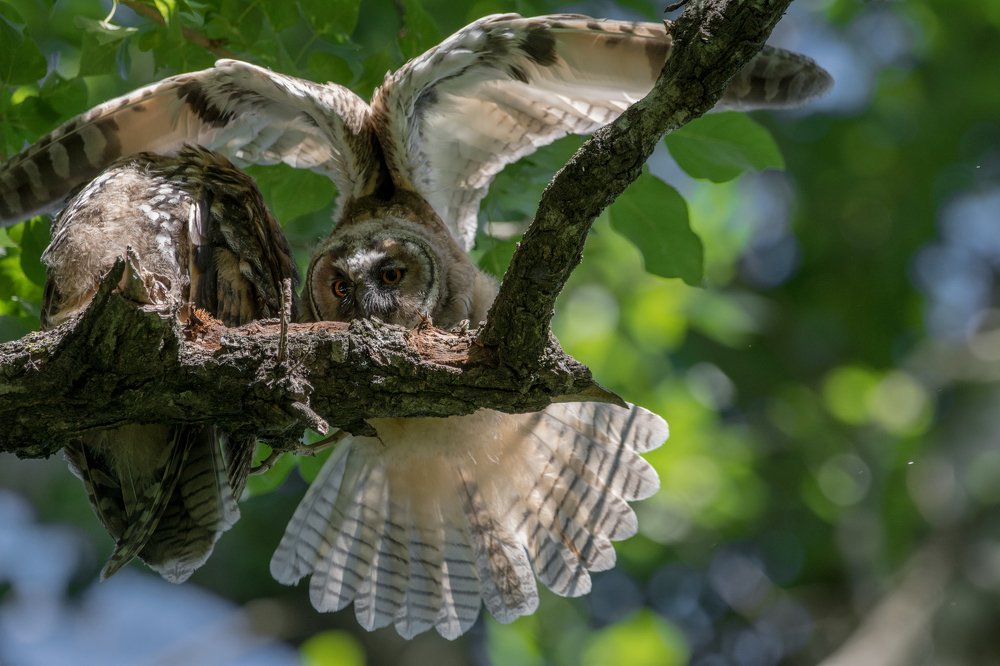 Фотография автора Татьяна Ливеровская