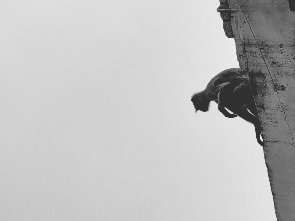 Фотография автора  SK Shahbaj Ahmed