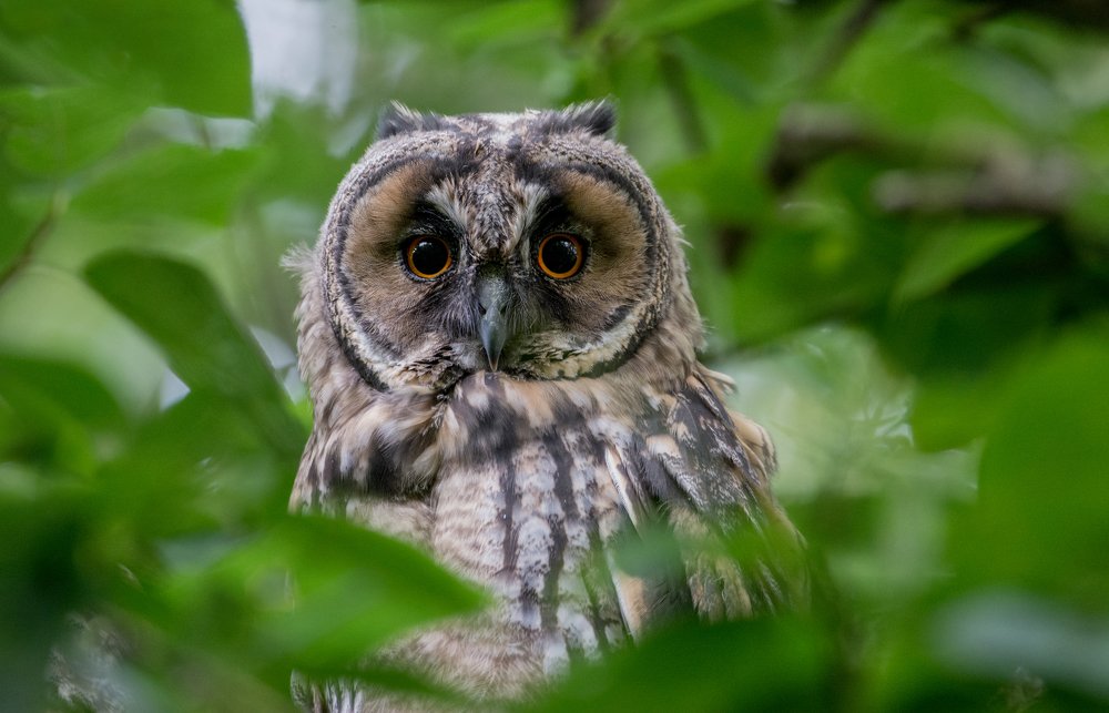 Фотография автора Татьяна Ливеровская