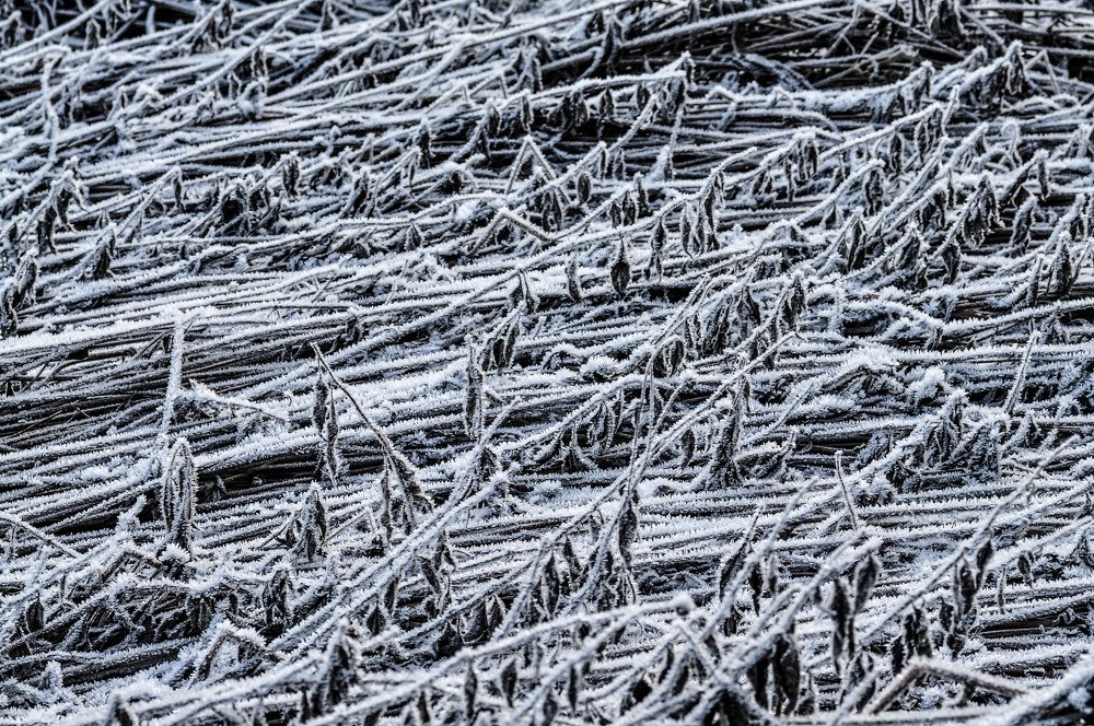 Топинамбур