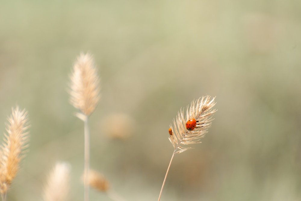 Photograph by Артём Тюменцев