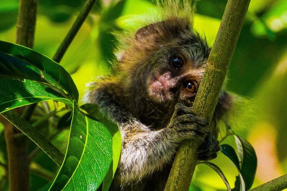 Photograph by Massimo Chiozzi