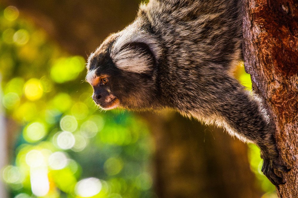 Photograph by Massimo Chiozzi