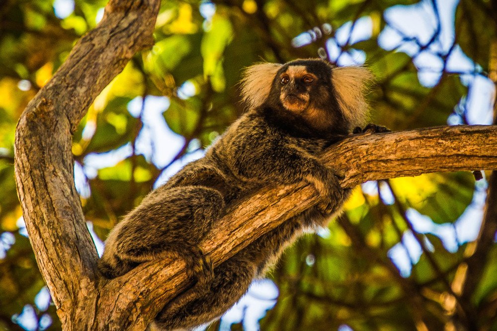 Photograph by Massimo Chiozzi