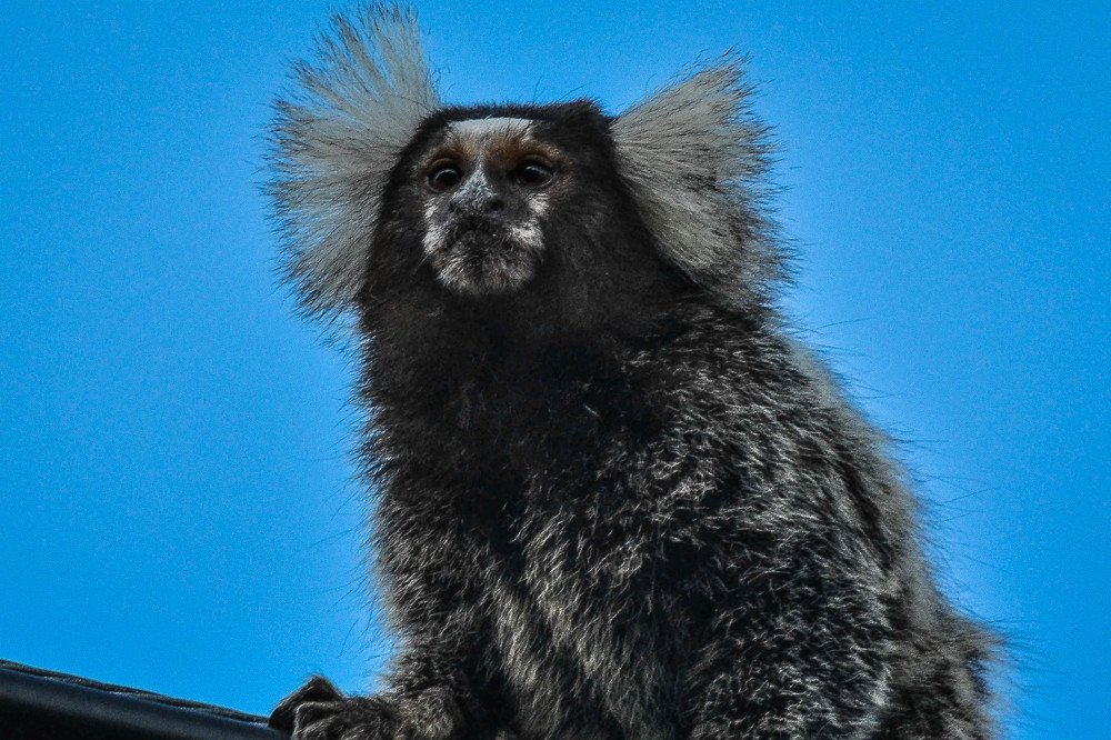 Photograph by Massimo Chiozzi