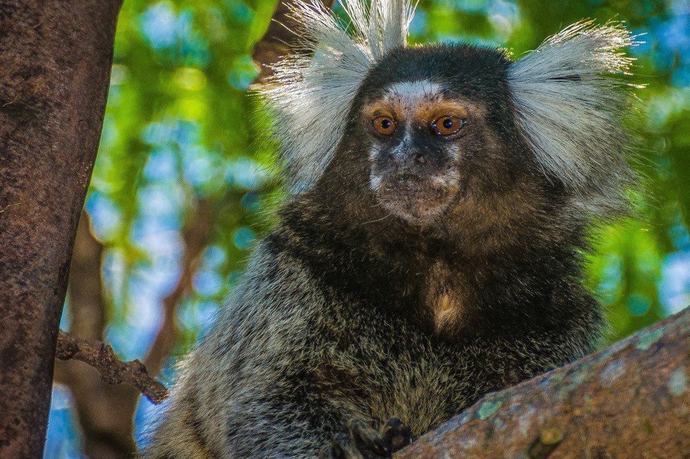 Photograph by Massimo Chiozzi