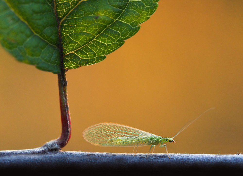 Photograph by Евгений Лукашук