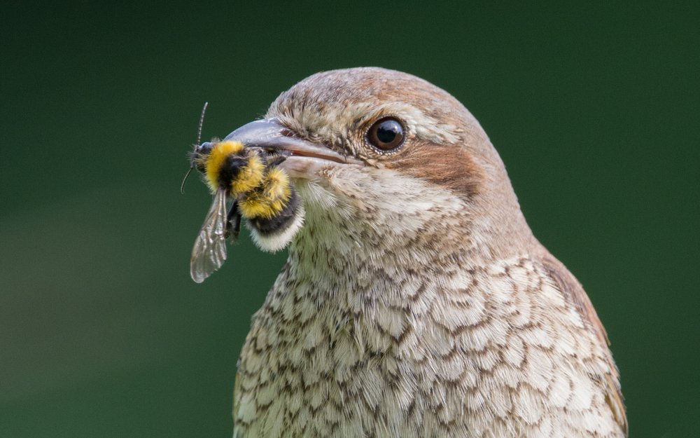 Фотография автора Татьяна Ливеровская