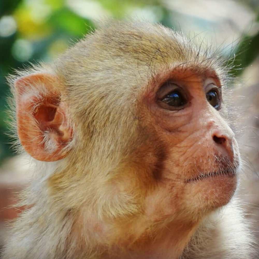 Monkey photo