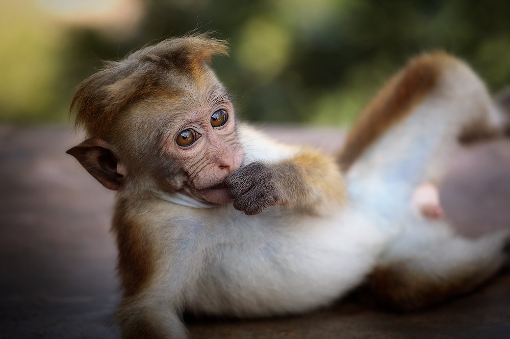 Photograph by Roberto Curreli