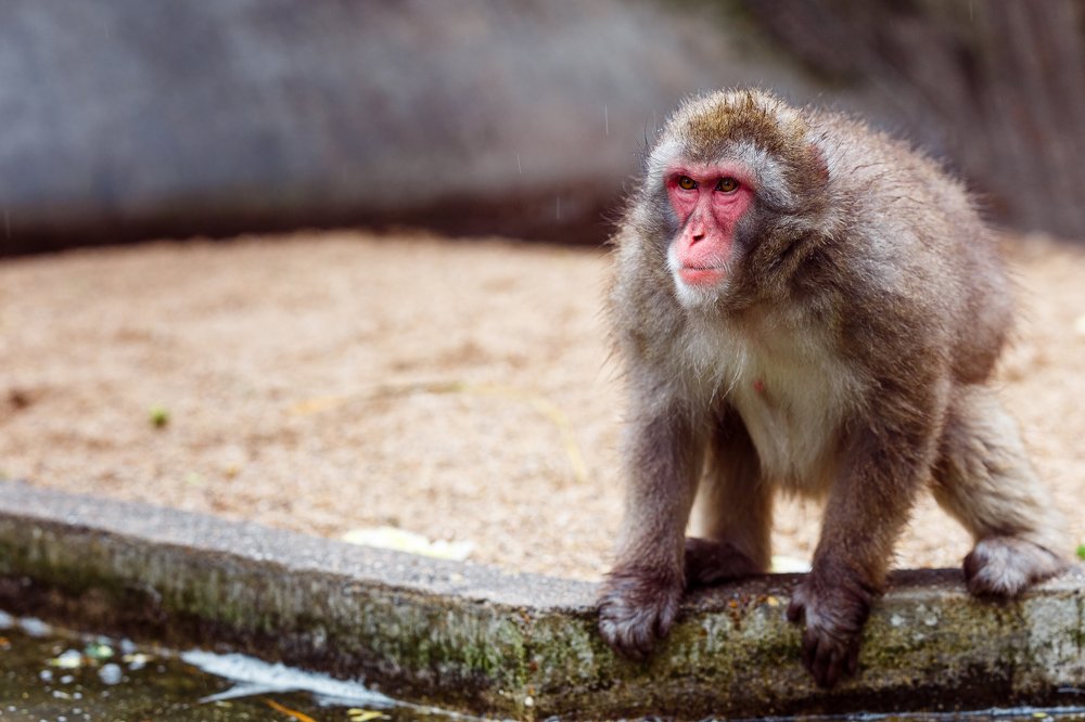 Photograph by Anatoliy Veysberg