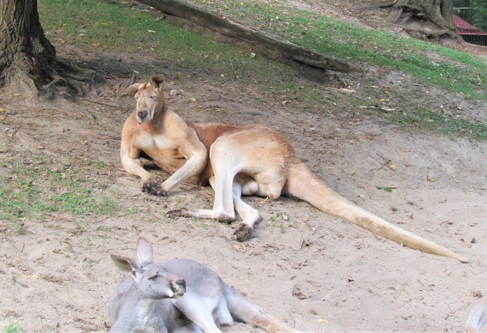 Кенгуру на отдыхе
