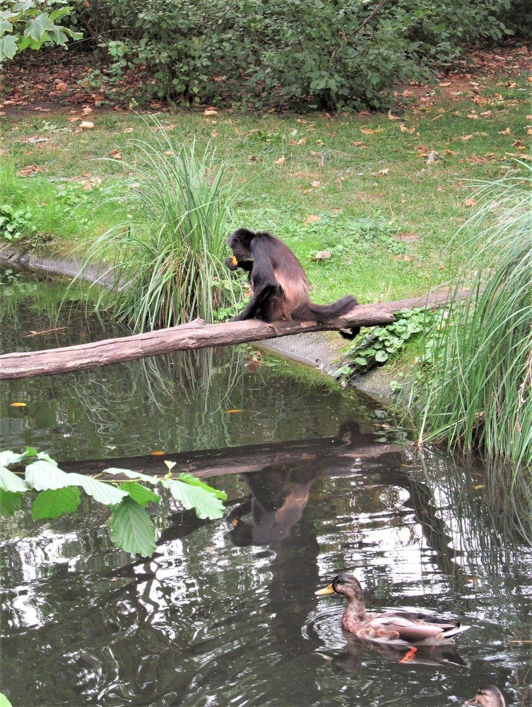 В содружестве
