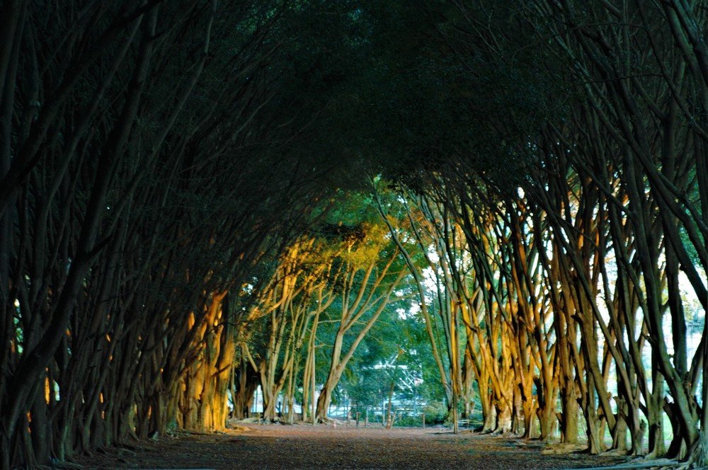 Photograph by Rosângela Verdi