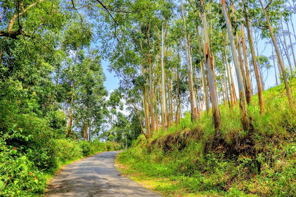 Photograph by John britto