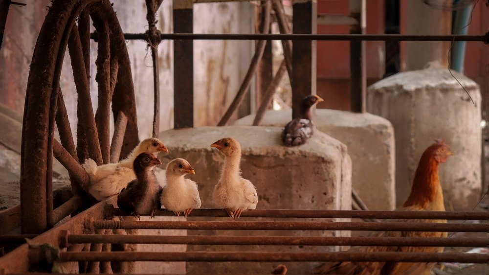 Photograph by John britto