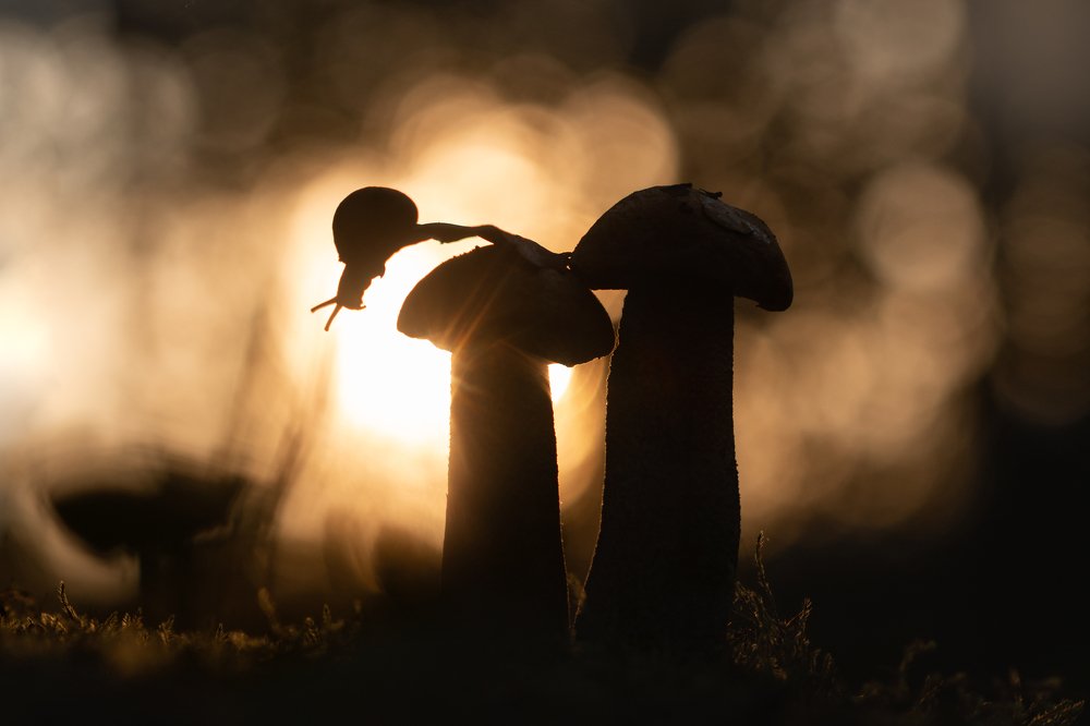 Photograph by Людмила Гудина