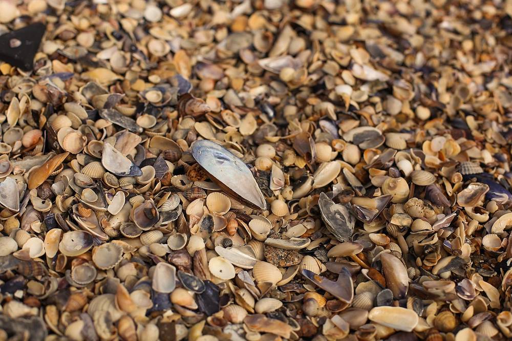 Photograph by Галина Ледок