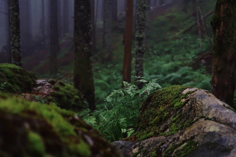 Photograph by Ксения Шен