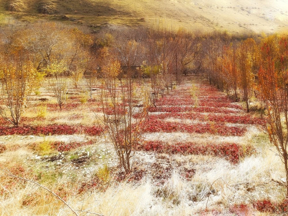 Photograph by Yahya Kakapour