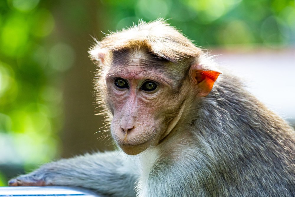 Photograph by Jaspreet Singh