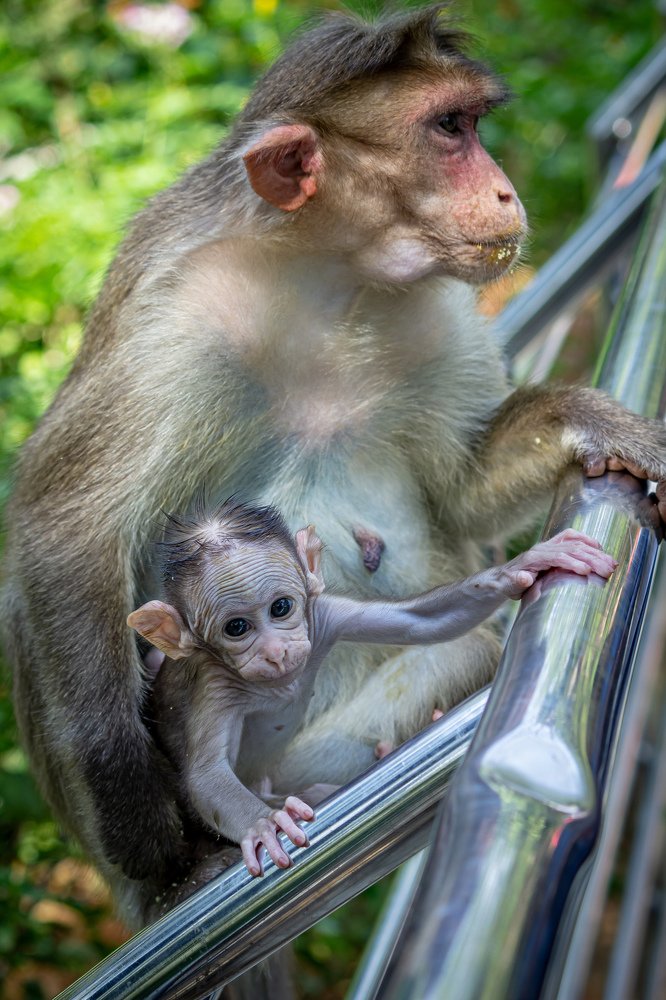 Photograph by Jaspreet Singh