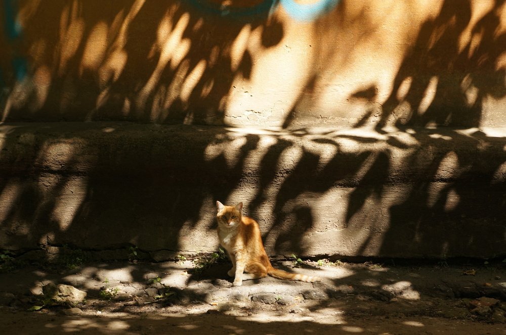 Photograph by Любовь Новикова