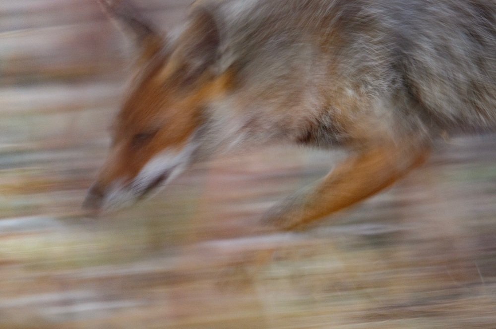 Photograph by Corrado Trelanzi