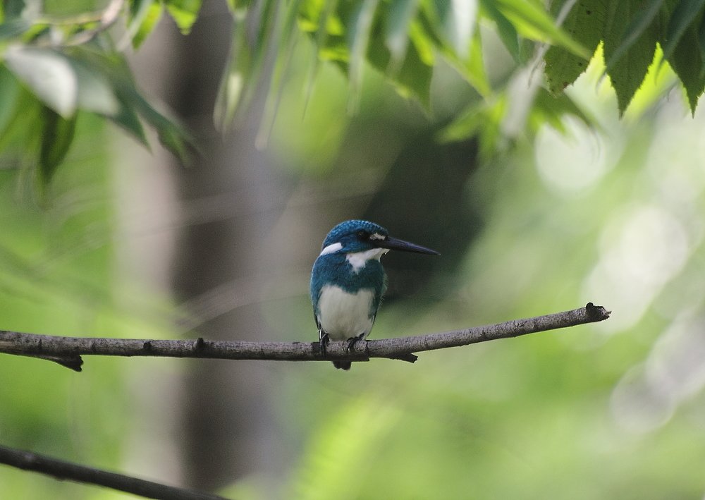 Фотография автора Deny Wahyudi