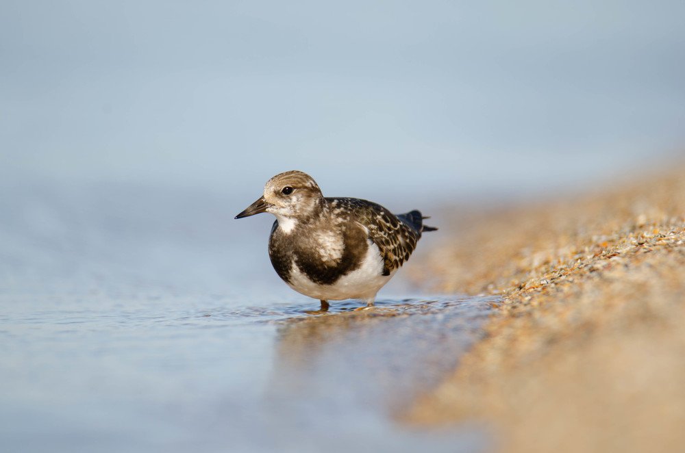 Камнешарка